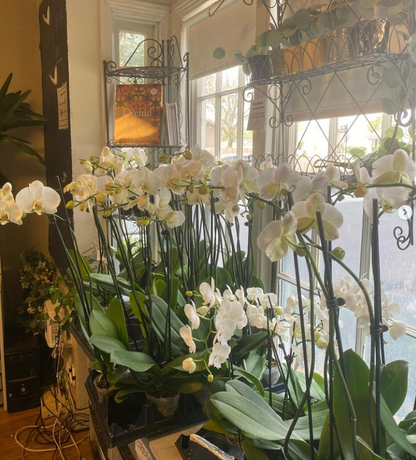 White orchids in various stages of bloom are displayed by a window, indoors.
