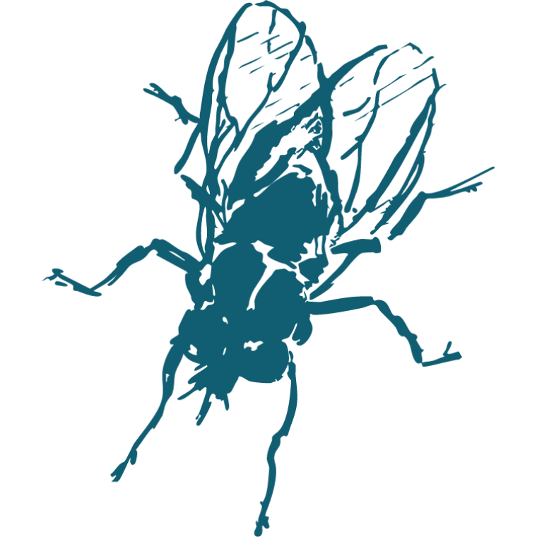 Teal line drawing of a fly on a white background