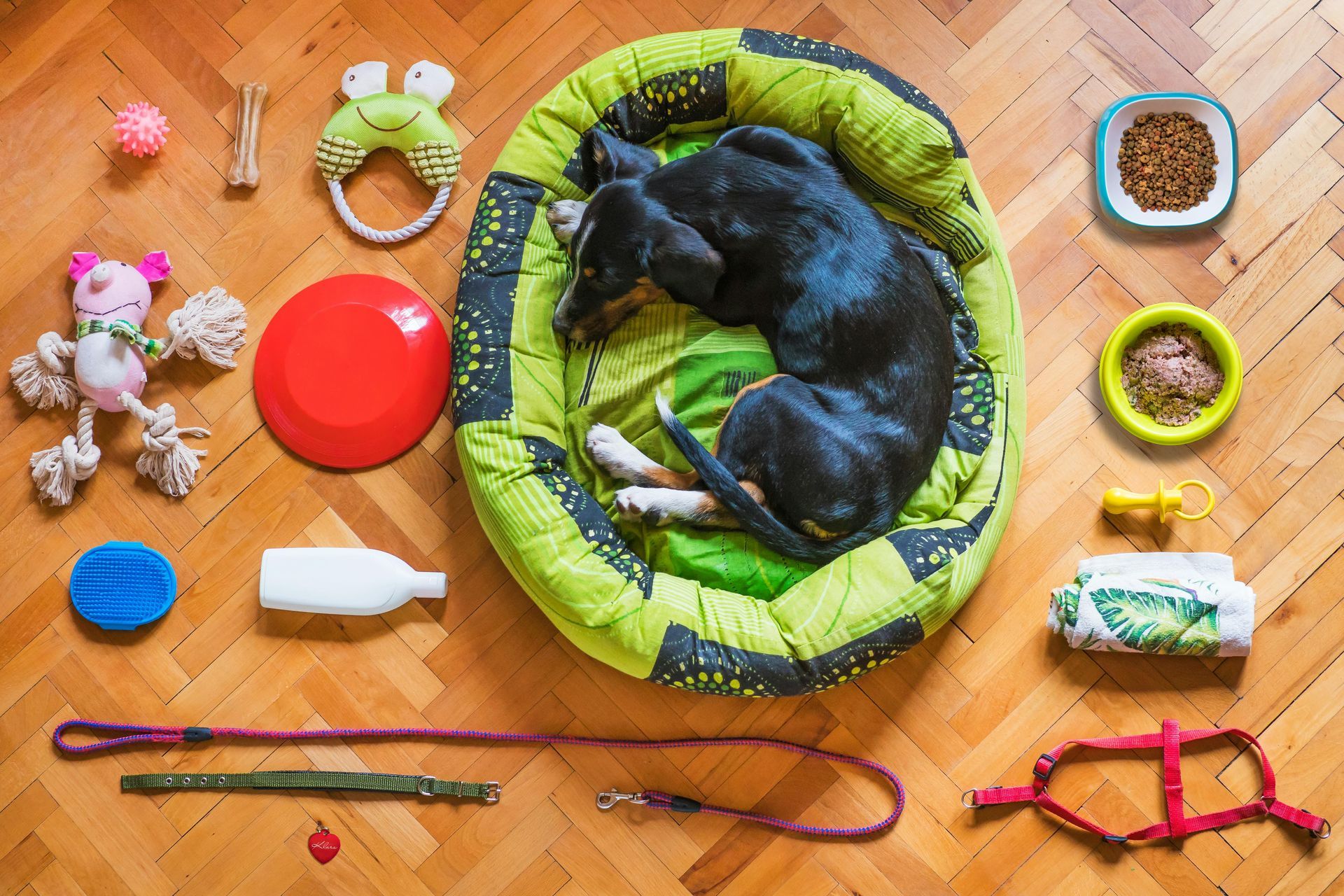 Dog sleeping in bed surrounded by toys and accessories on a wooden floor.