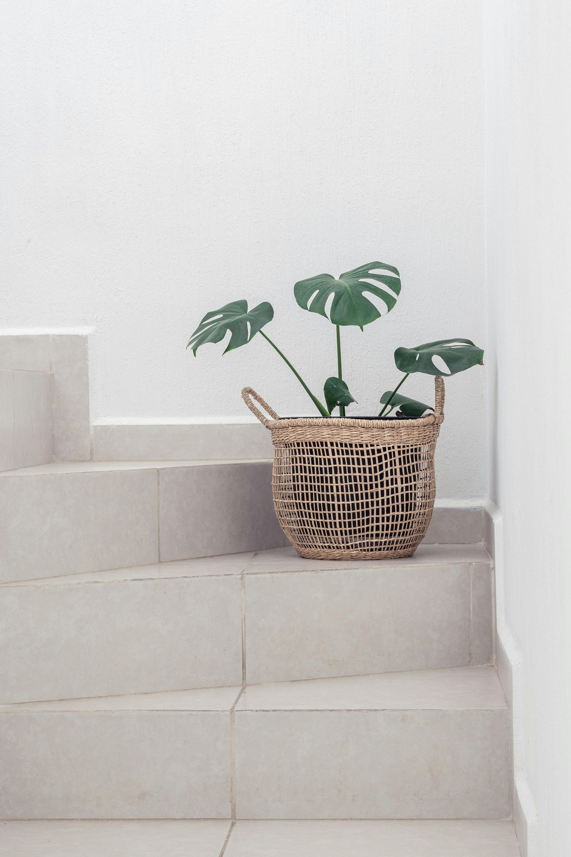 A monstera plant in a woven basket sits on a white staircase against a white wall.