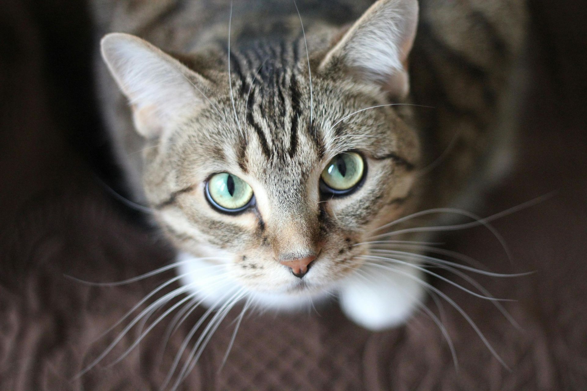 Tabby cat with green eyes, looking up. Brown and white fur, brown background.