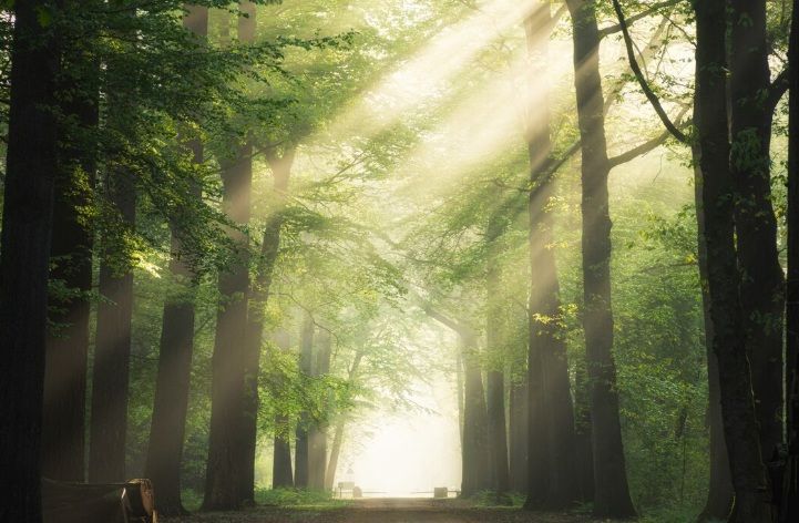 Sunlight streaming through trees along forest path, cremation services in Willowick, OH