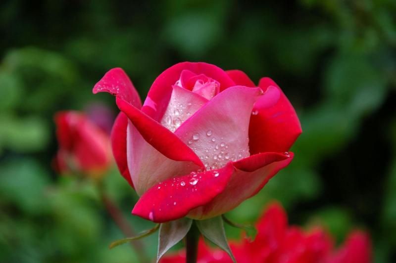 Red rose with dewdrops symbolizing love, remembrance, and heartfelt tribute during memorial services.
