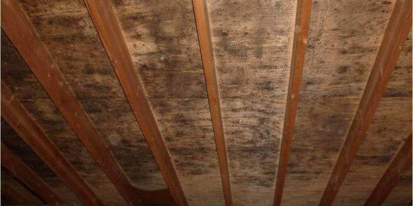 Un plafond avec beaucoup de moisissure et des poutres en bois.