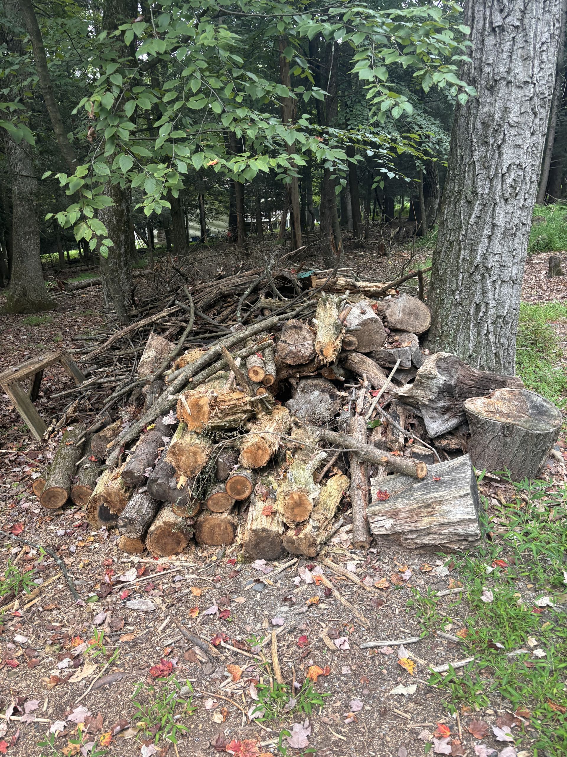 A pile of logs is sitting in the middle of a forest.