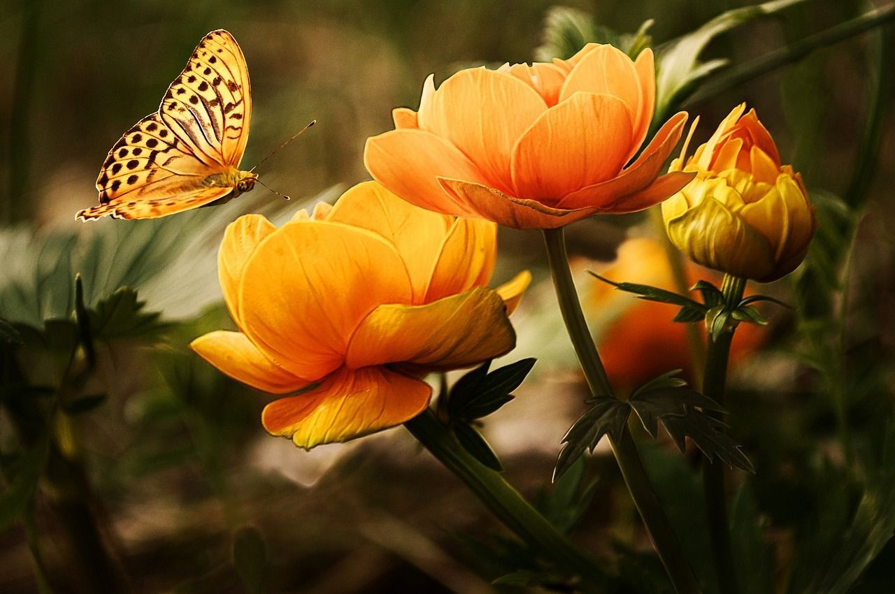 cremation services in Willits, CA