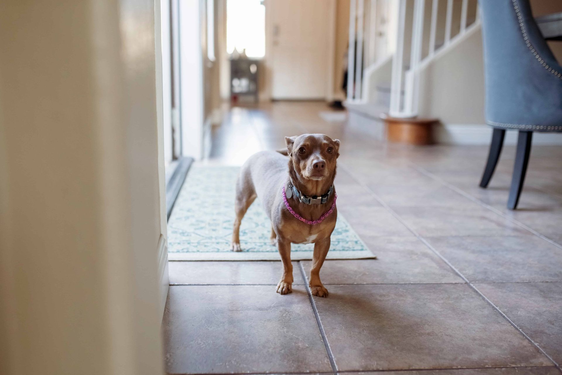 A cute dog standing on tile flooring
