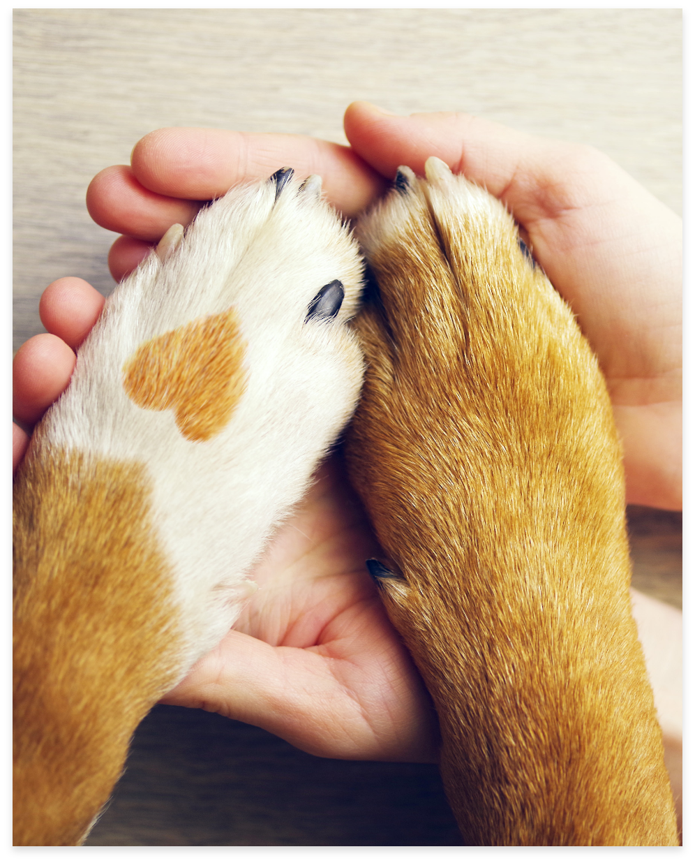 PET-FRIENDLY