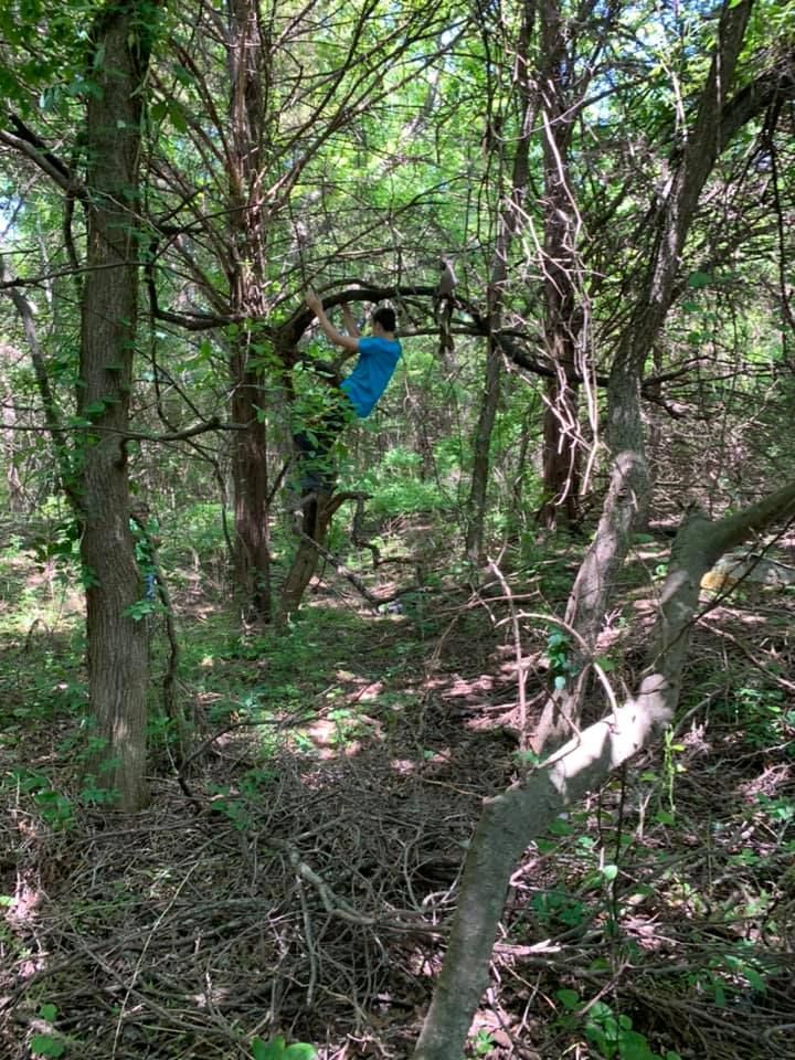 Person in a blue shirt walking through dense wooded brush.