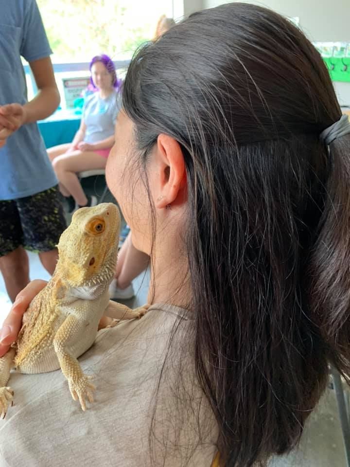 Woman holding a bearded dragon on her shoulder at an indoor petting area