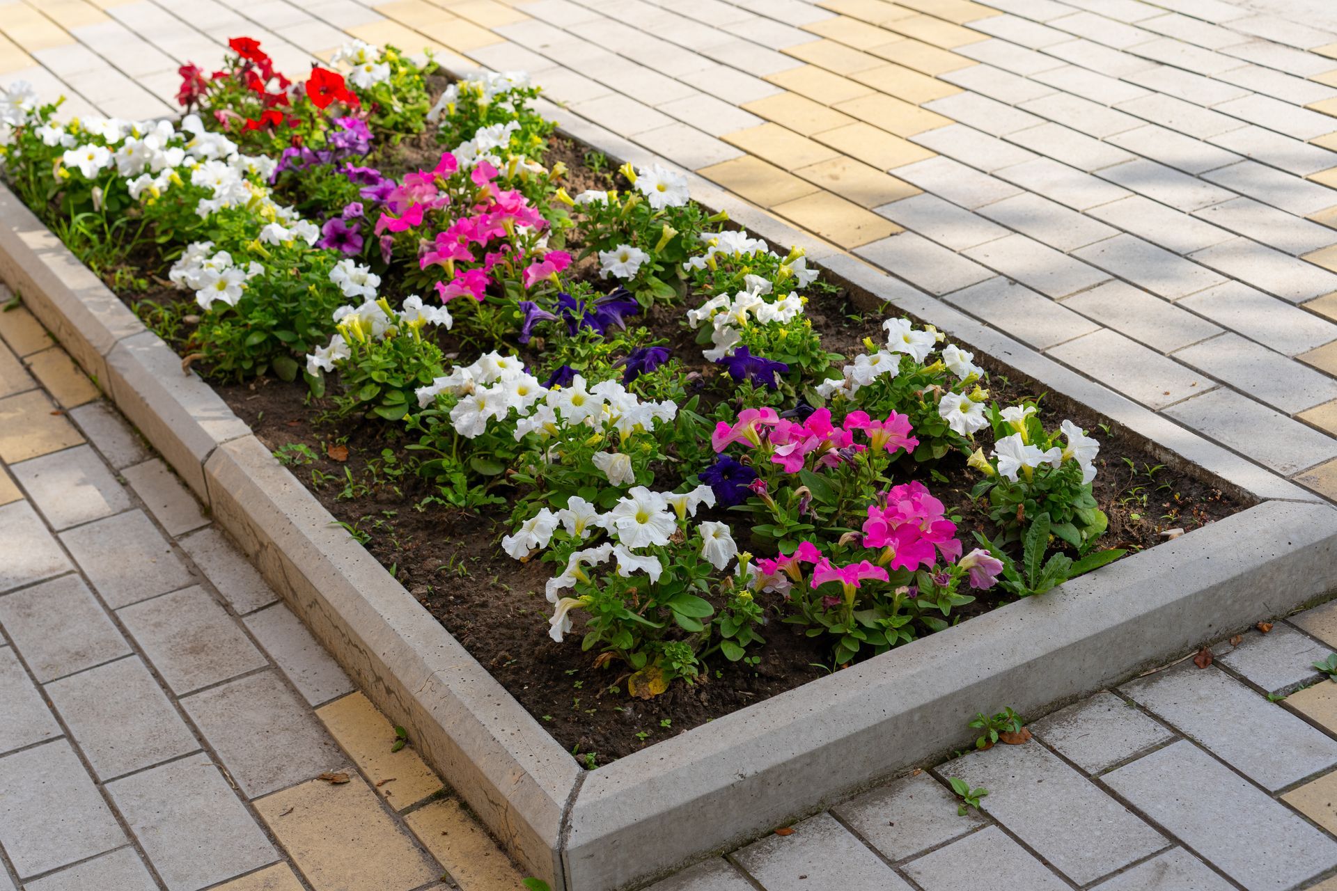 A row of flowers in a planter on a sidewalk