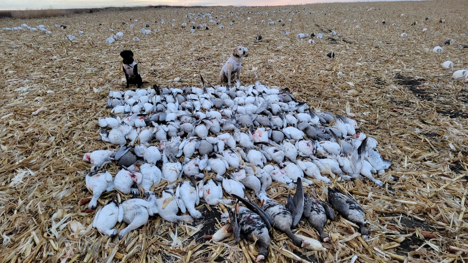 Spring Snow Goose Hunting in South Dakota Pit Hunts with Lodging