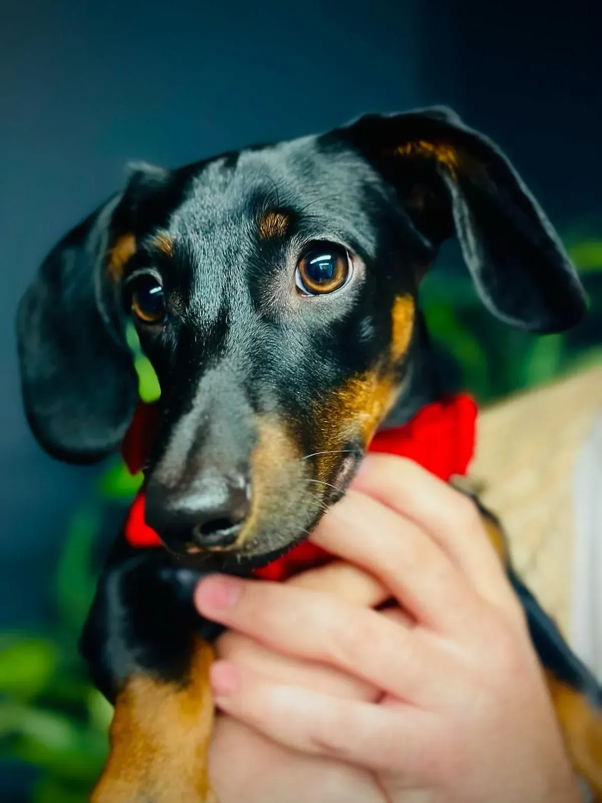 Black and tan dachshund puppy held in hands, wearing a red collar.