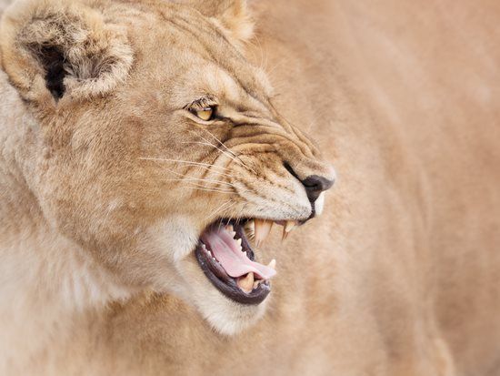 Lion roaring