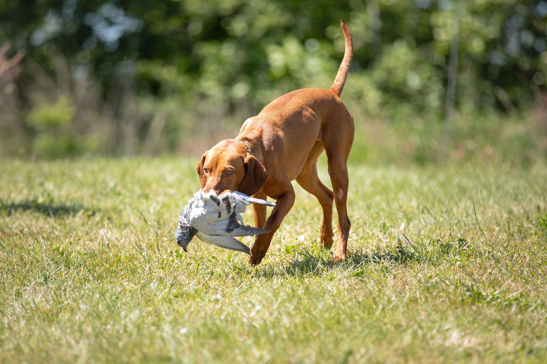 Jacht Aanleg Test JAT Jachttraining Vizsla
