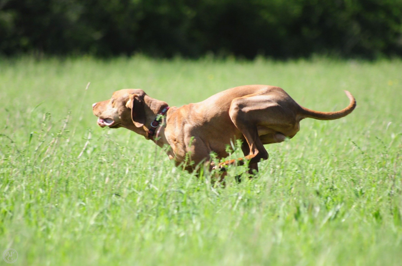 Veldwerk Vizsla
