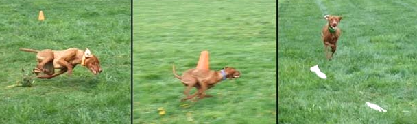 Coursing