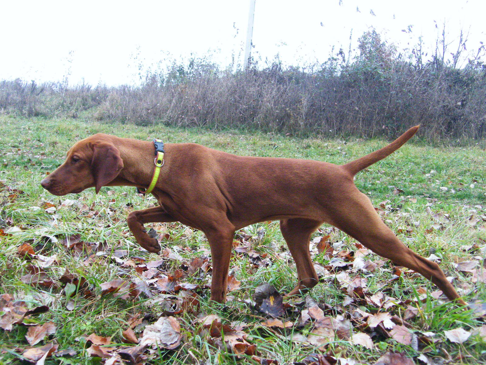 Voorstaan Vizsla