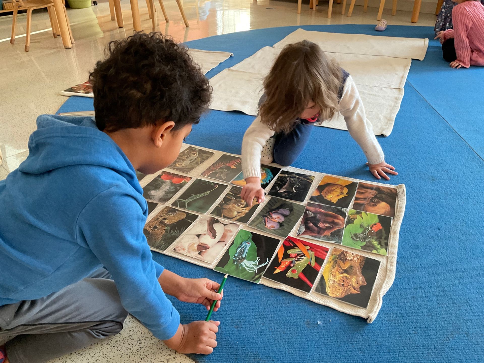 Primary students at CMS looking at photo cards of animals. By honoring where children are in their growth, we can create educational environments that perfectly suit their needs.