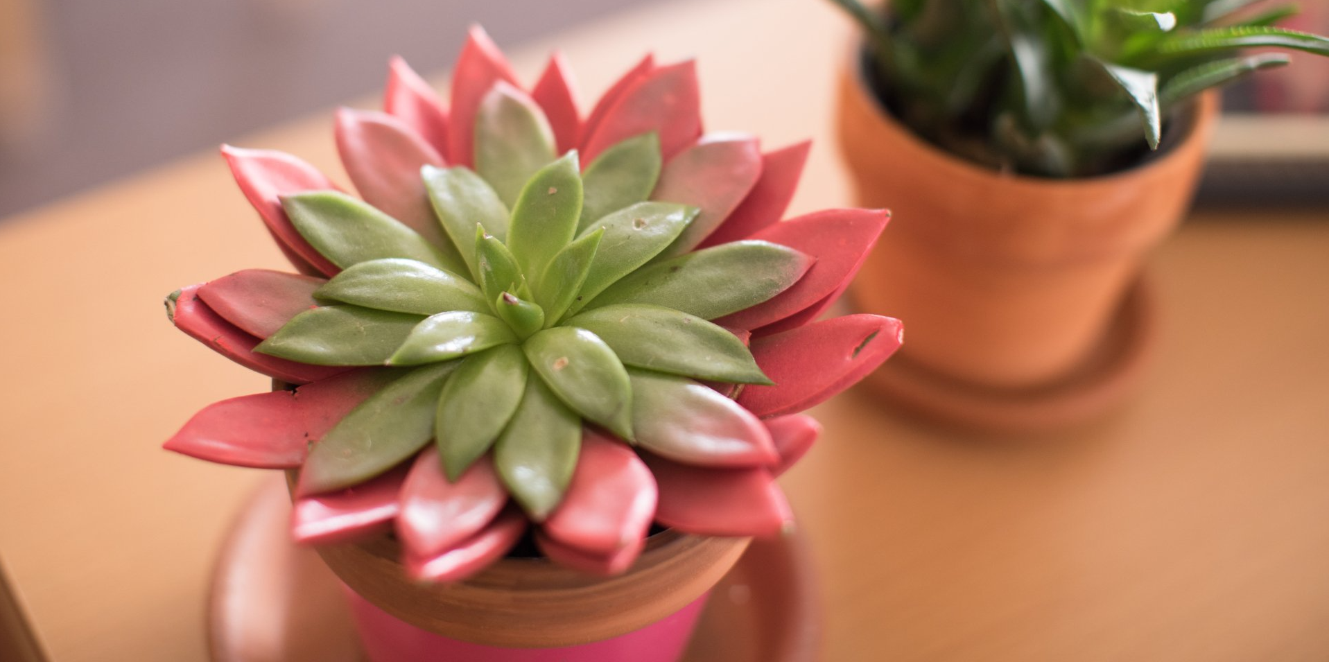 Plants