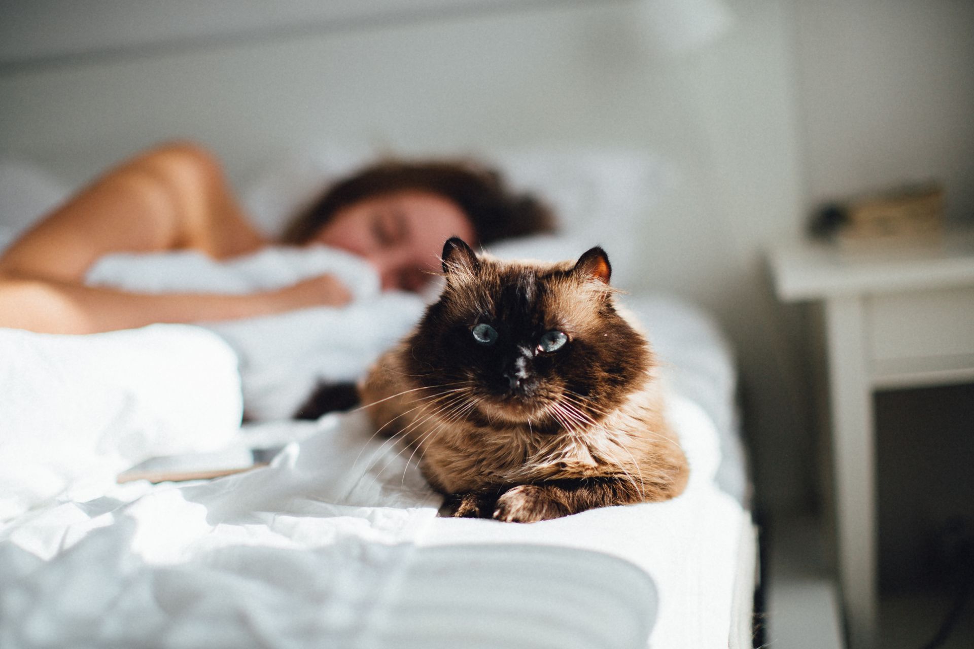 Cat lying on a bed next to a person sleeping under white sheets. The cat has brown fur and blue eyes.