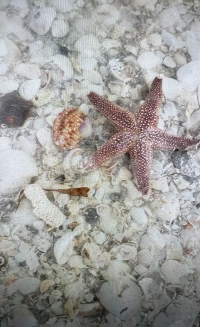 Starfish — Englewood, FL — Smiths Electric Inc Starfish — Englewood, FL — Smiths Electric Inc