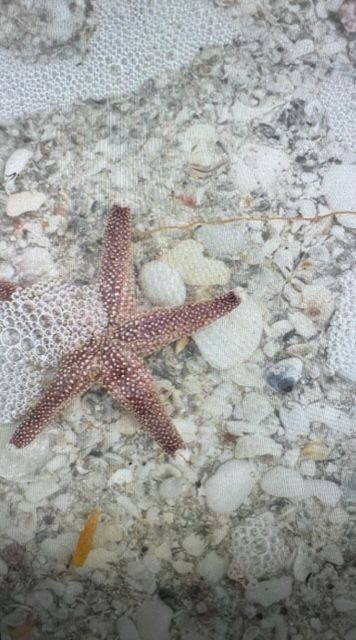 Starfish On The Sea Side — Englewood, FL — Smiths Electric Inc