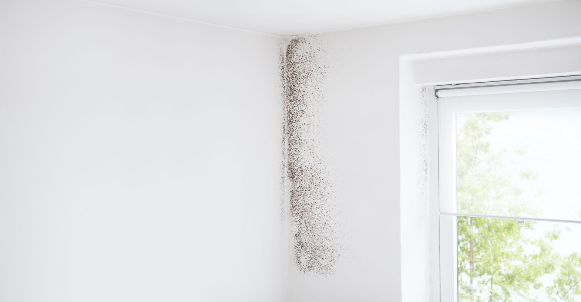 White wall with significant mold growth, near a window.