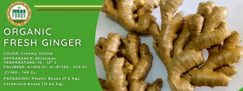 Jengibre fresco orgánico en una etiqueta de producto verde con primer plano de las raíces de jengibre y detalles de texto.