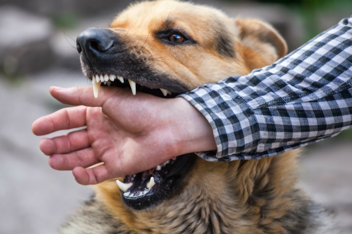 Dog Biting Man's Arm — Central Valley, NY — Schonberg Law Offices