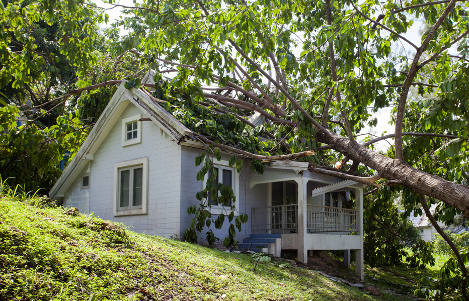 Small white house on a green hillside, surrounded by trees with a large fallen branch overhead