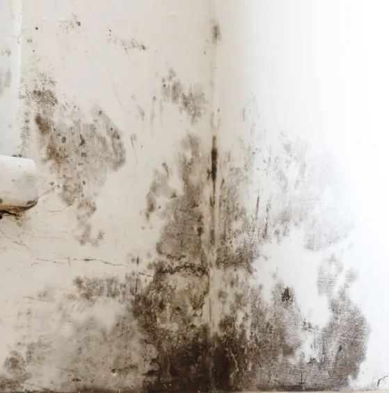 Mold and water stains spreading across a white interior wall and corner