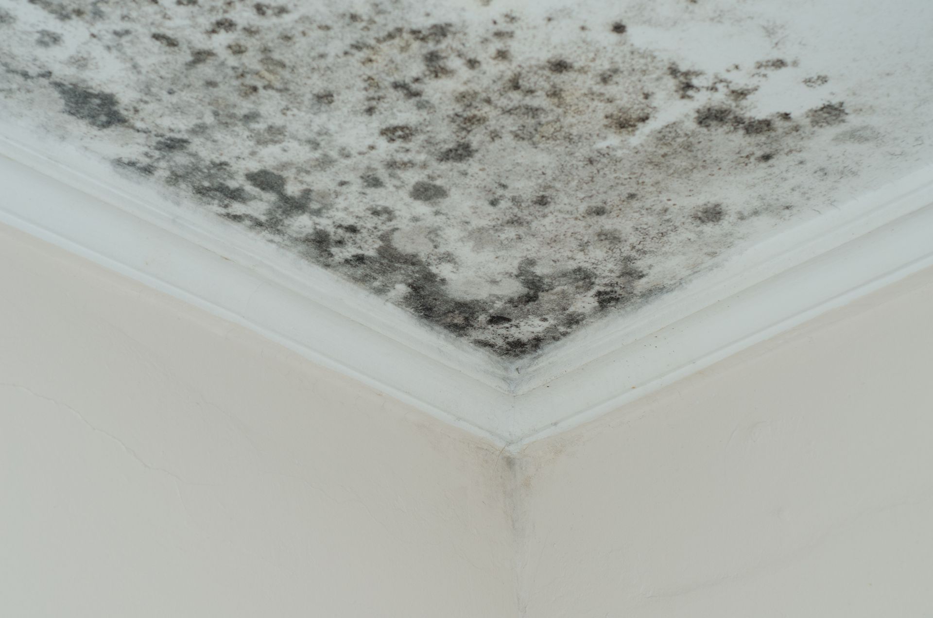 Mold and water damage on a white ceiling corner near the molding