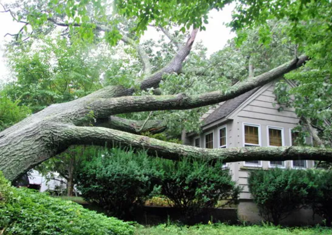 Large fallen tree limb resting across a small house in a leafy yard