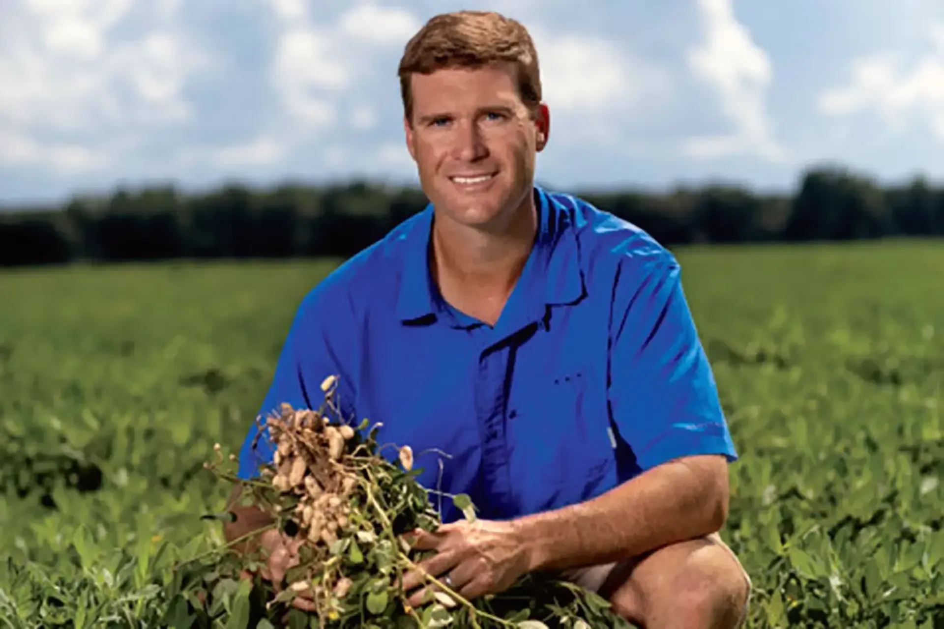 A man in a blue shirt is kneeling in a field holding a bunch of potatoes
