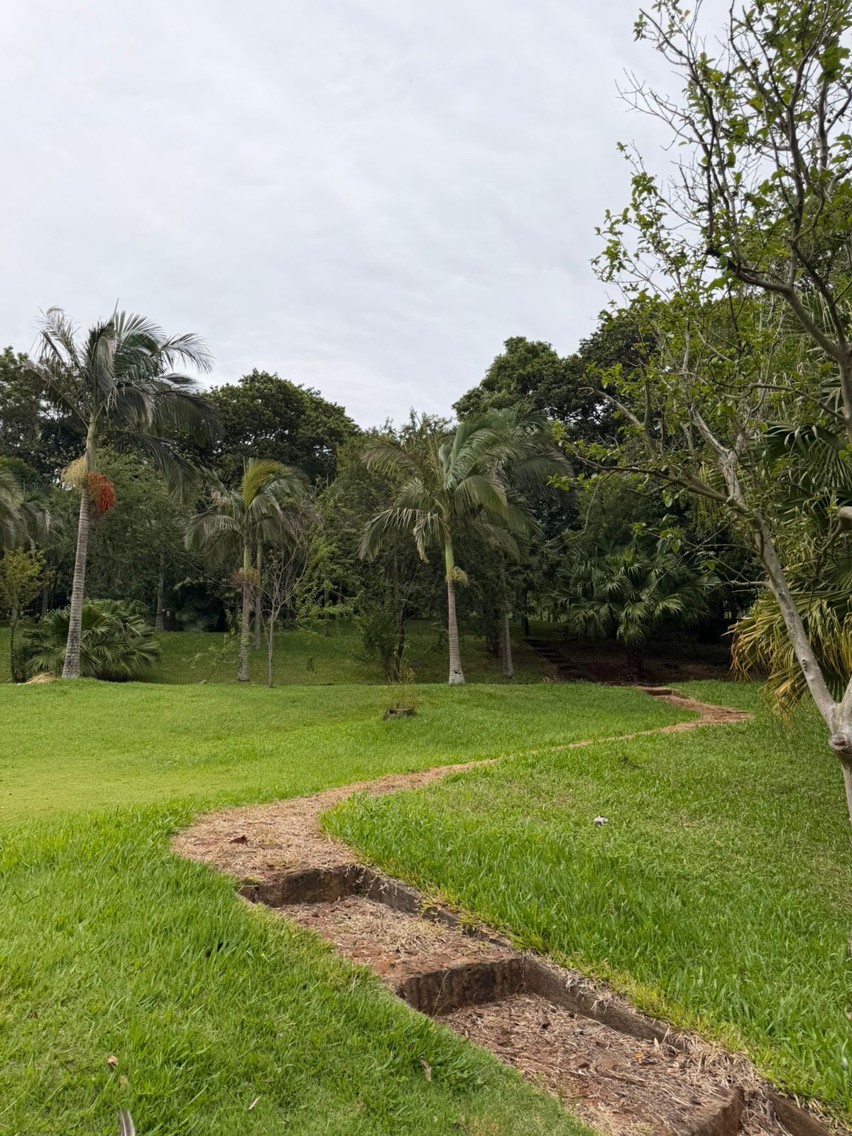 Um caminho gramado serpenteia por um parque com árvores altas sob um céu nublado.