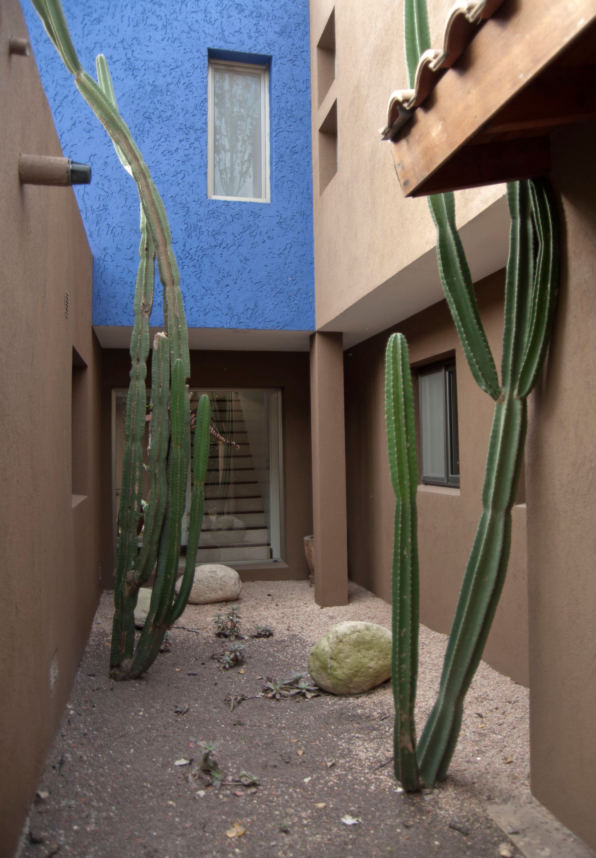 Patio con cactus altos, suelo de grava, paredes de color azul y tostado, que conduce a unas escaleras.