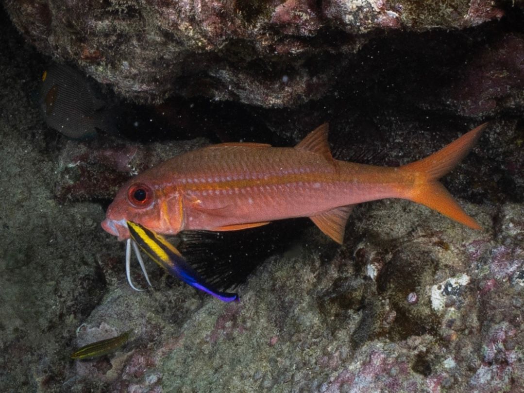 Hawaiian cleaner wrasse cleaning a goatfish at a reef cleaning station