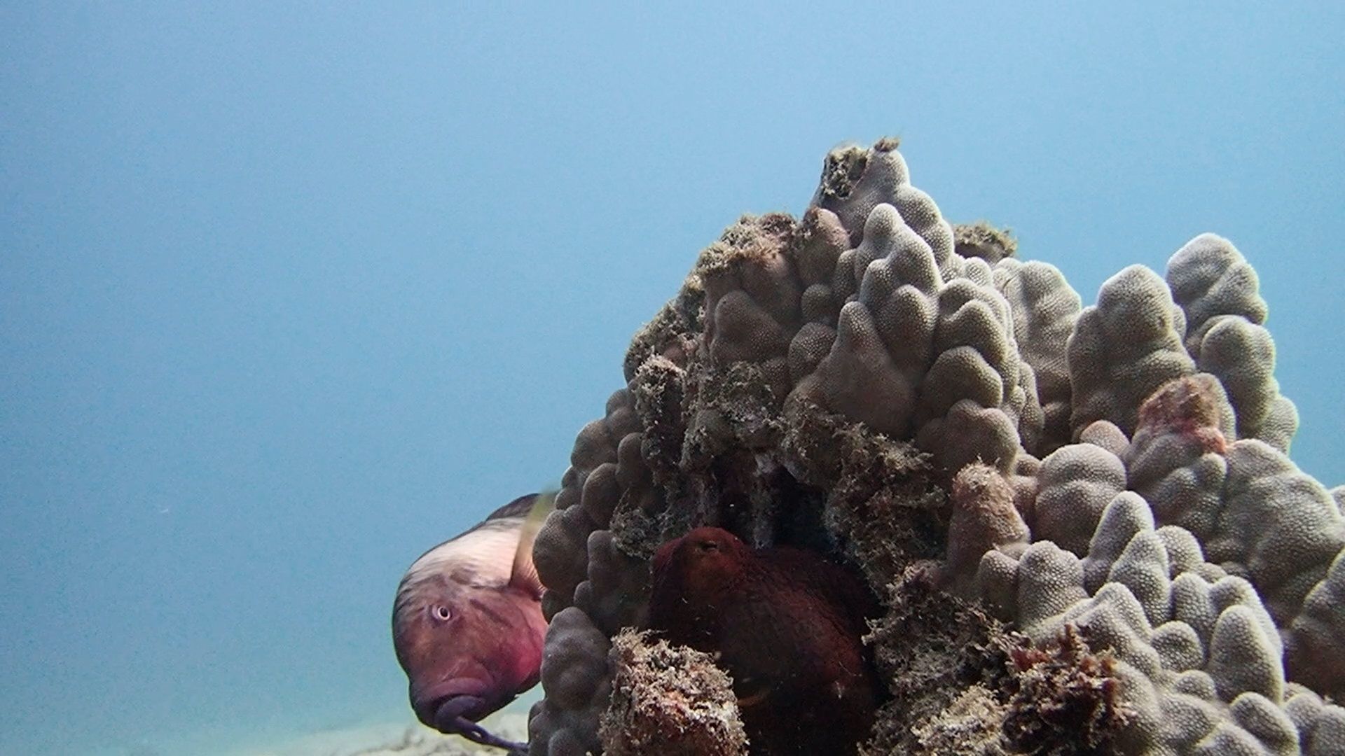 Hawaiian day octopus hunting on the reef alongside a manybar goatfish