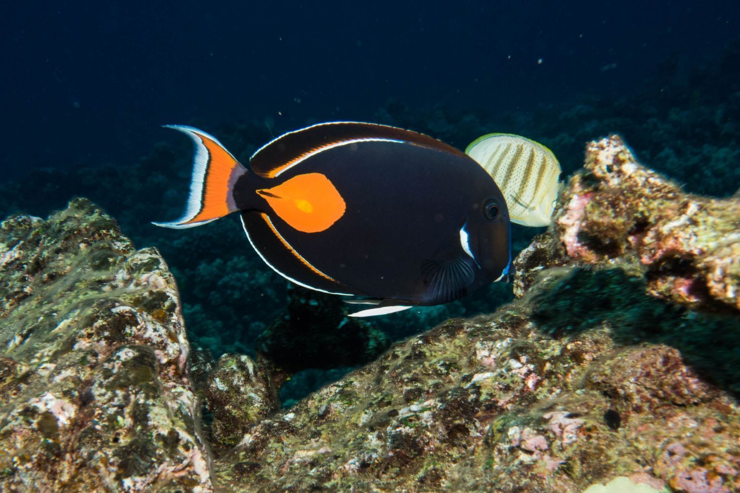 A black and orange fish is swimming on a coral reef.