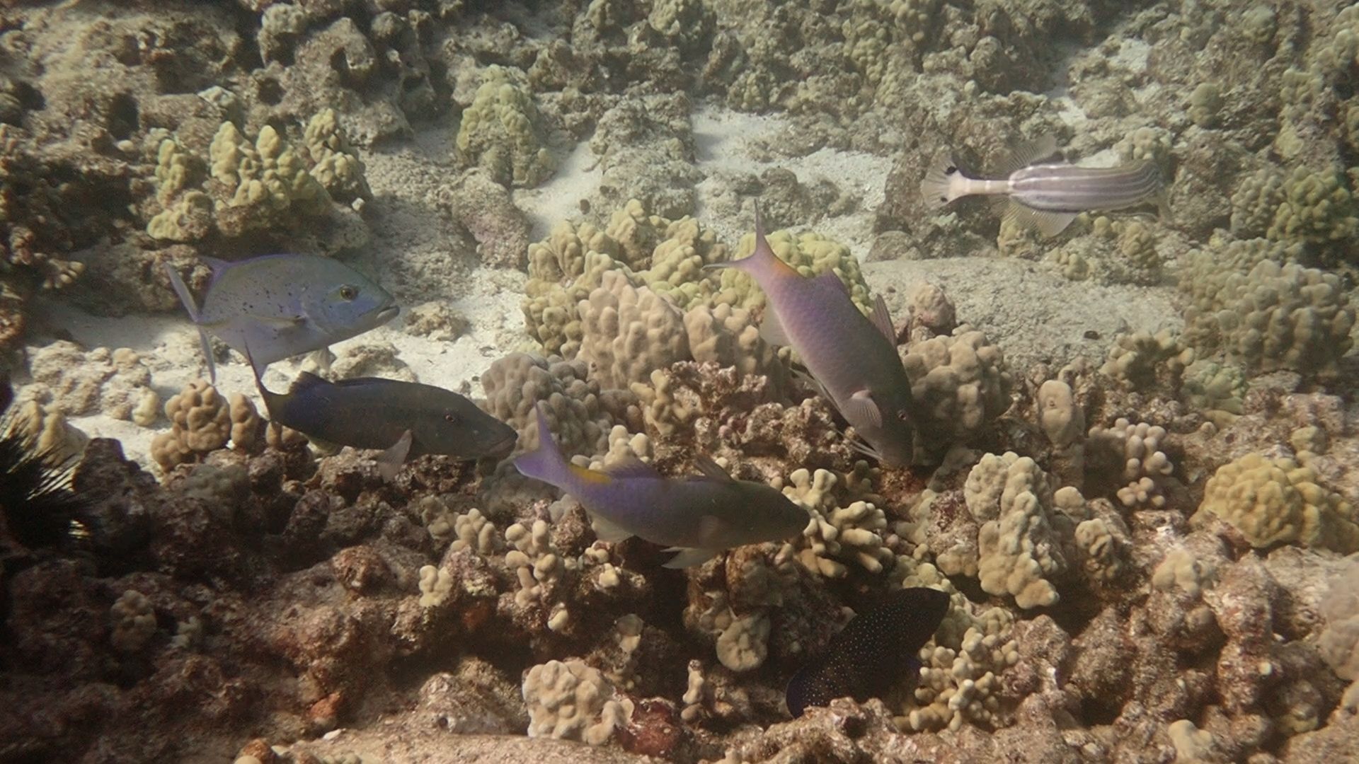 Blue goatfish hovering over openings in the reef