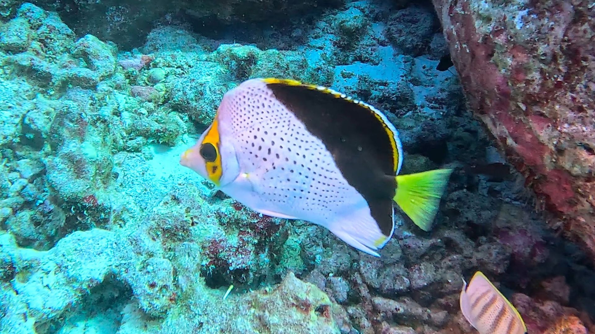 Tinker's butterflyfish on the reef, photo by Gunner Ganske