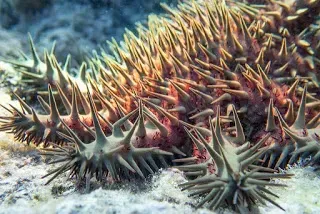 A close up of a sea star on a coral reef.