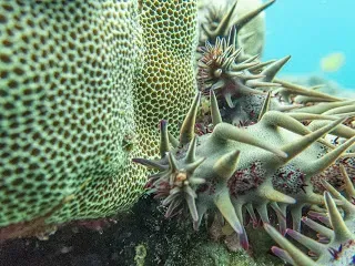 A close up of a starfish on a coral reef.
