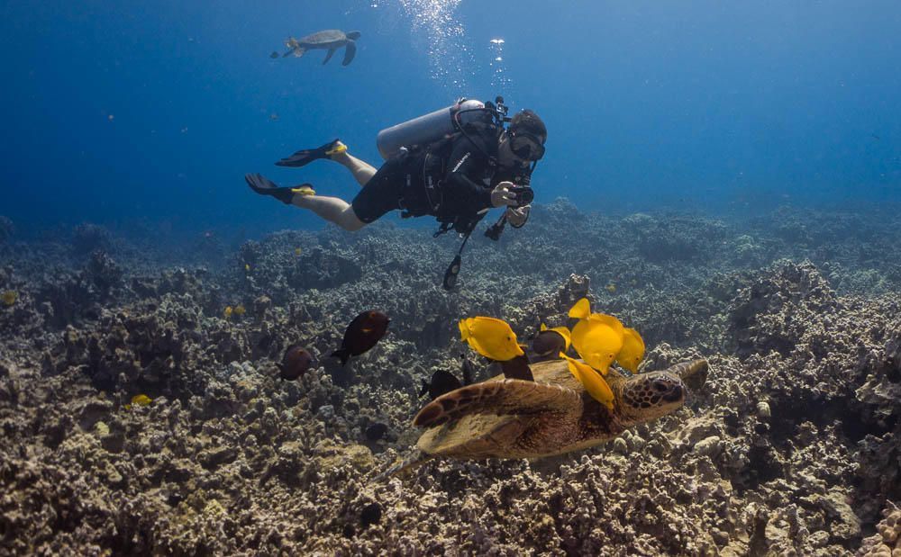 A scuba diver is taking a picture of a sea turtle on a coral reef.