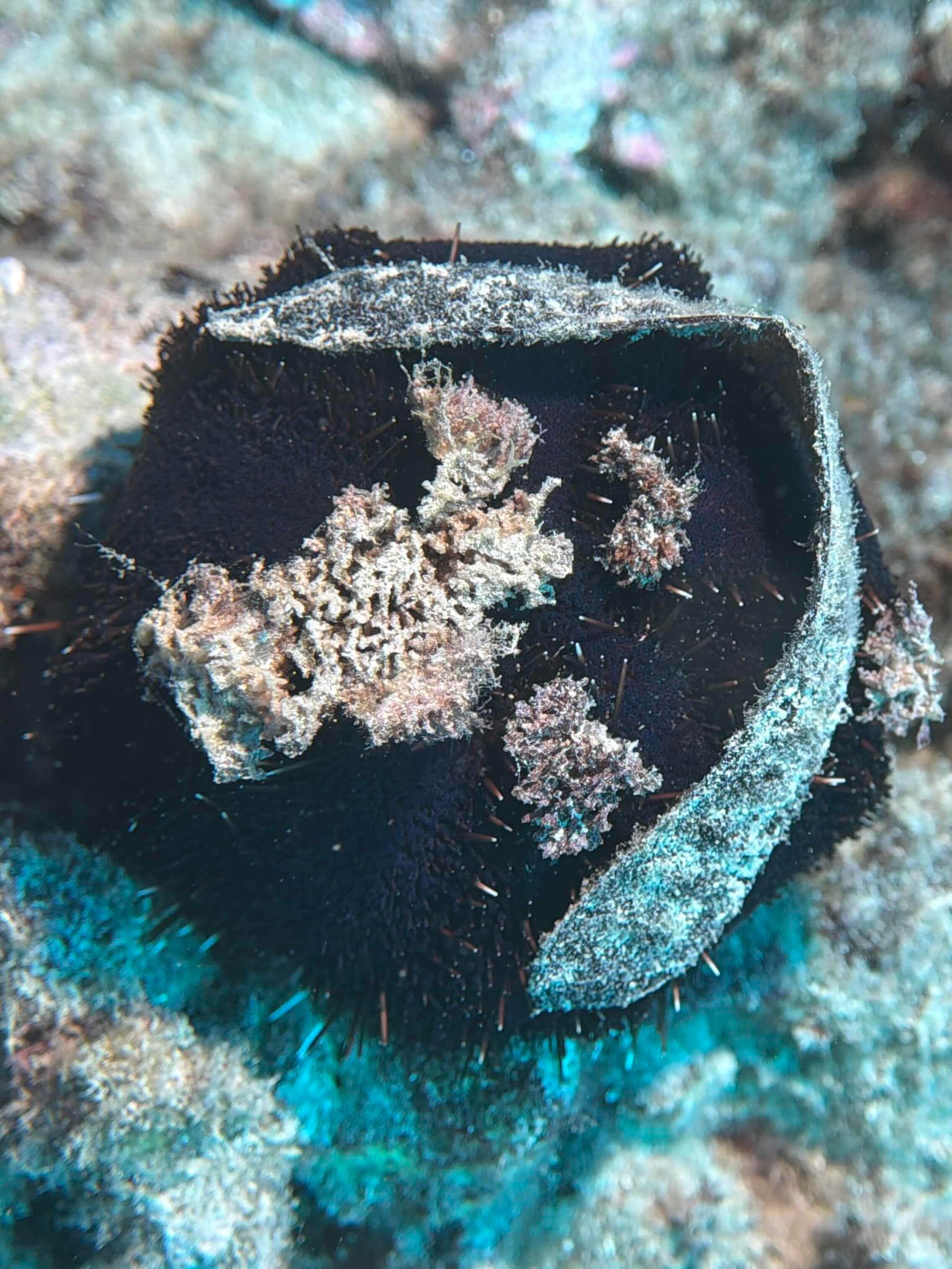 A collector urchin holding pieces of algae, shell and rubble across the top of its body