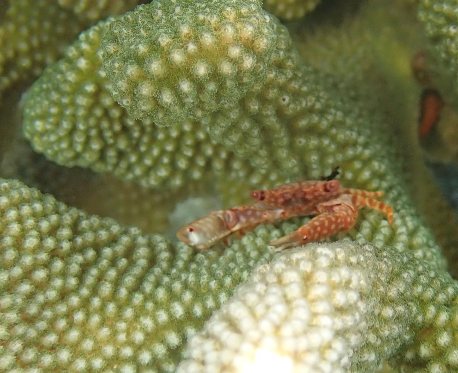 Two small Guard crabs on a green coral reef surface