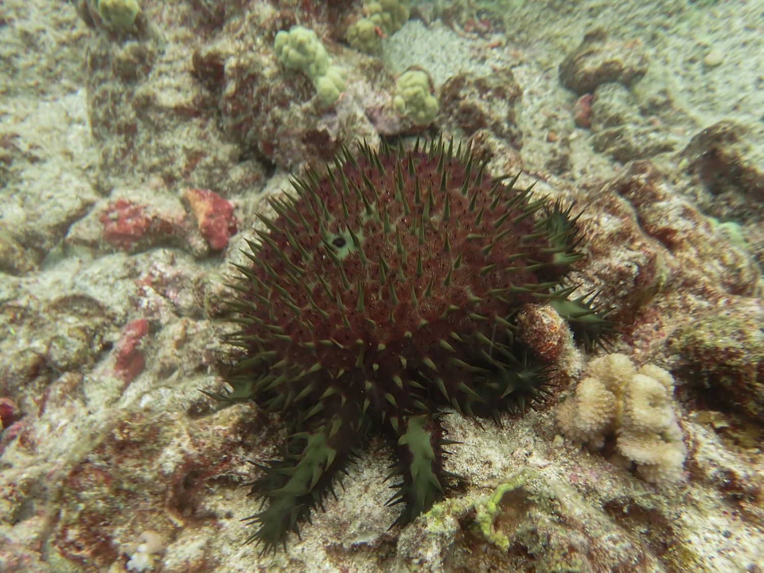 A spiny crown-of-thorns sea star spread across a coral head, feeding on the living coral tissue