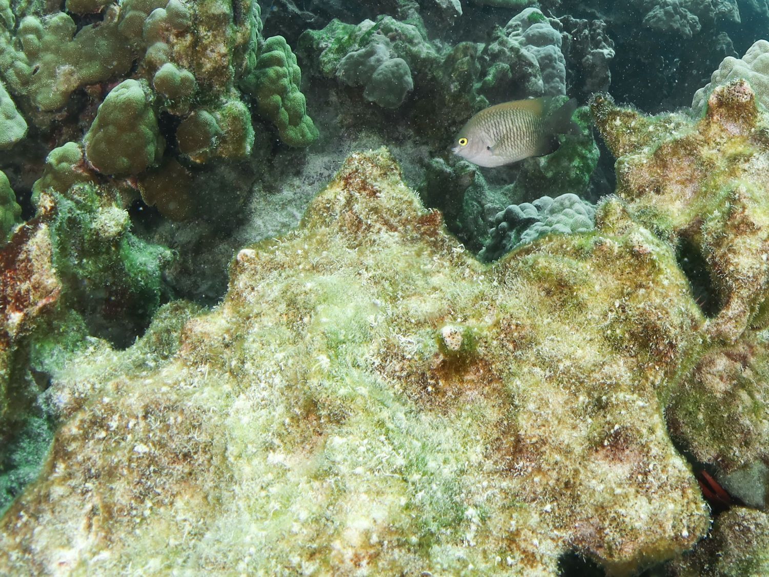Hawaiian Gregory algal farm