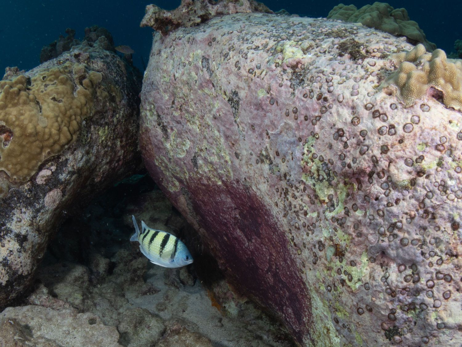 Two striped fish hiding under a coral-covered rock on the ocean floor